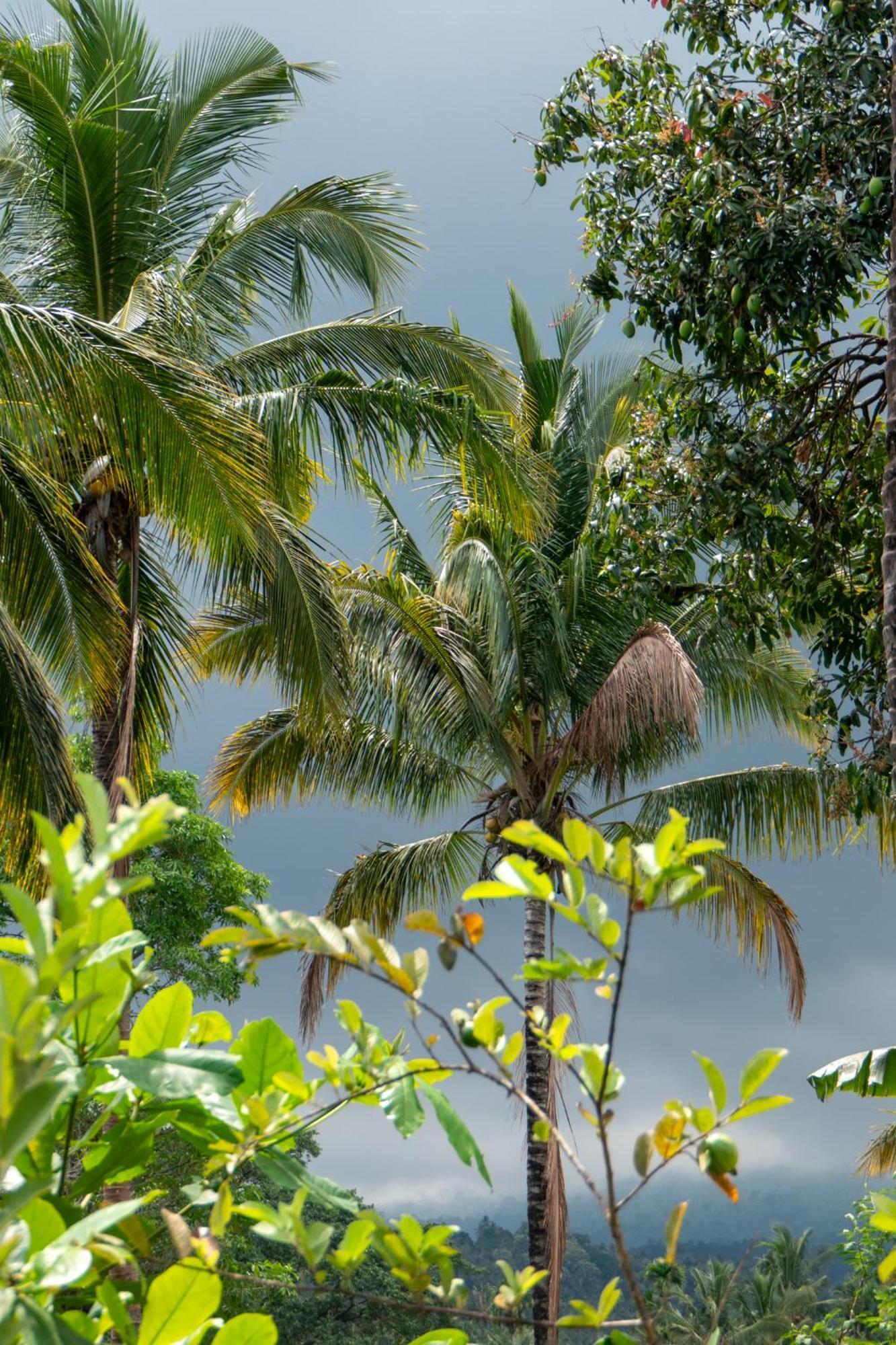 Rinjani Eco Villa Senaru Bayan Exteriör bild